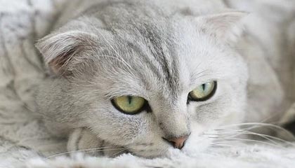 意甲-图拉姆邓弗里斯各入2球 国米4-3逆转科莫